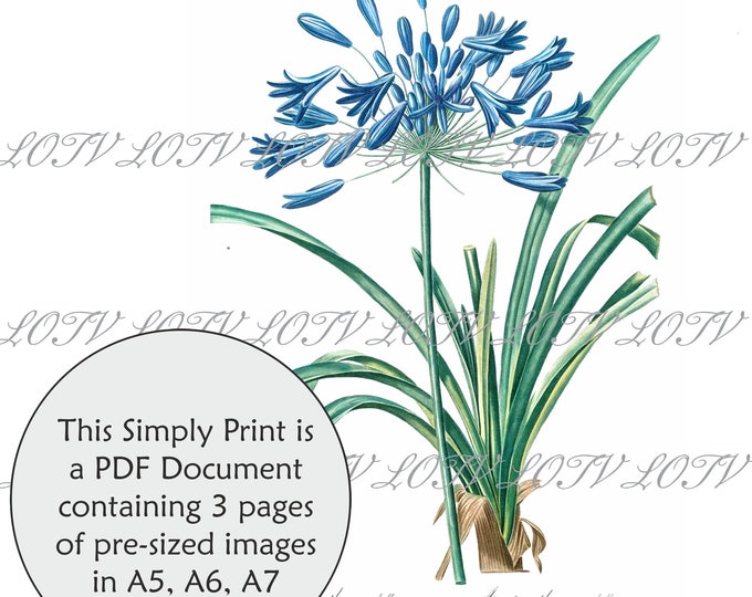 LOTV Full Colour Simply Print - Vintage Botanical Agapanthus - 3 Page PDF