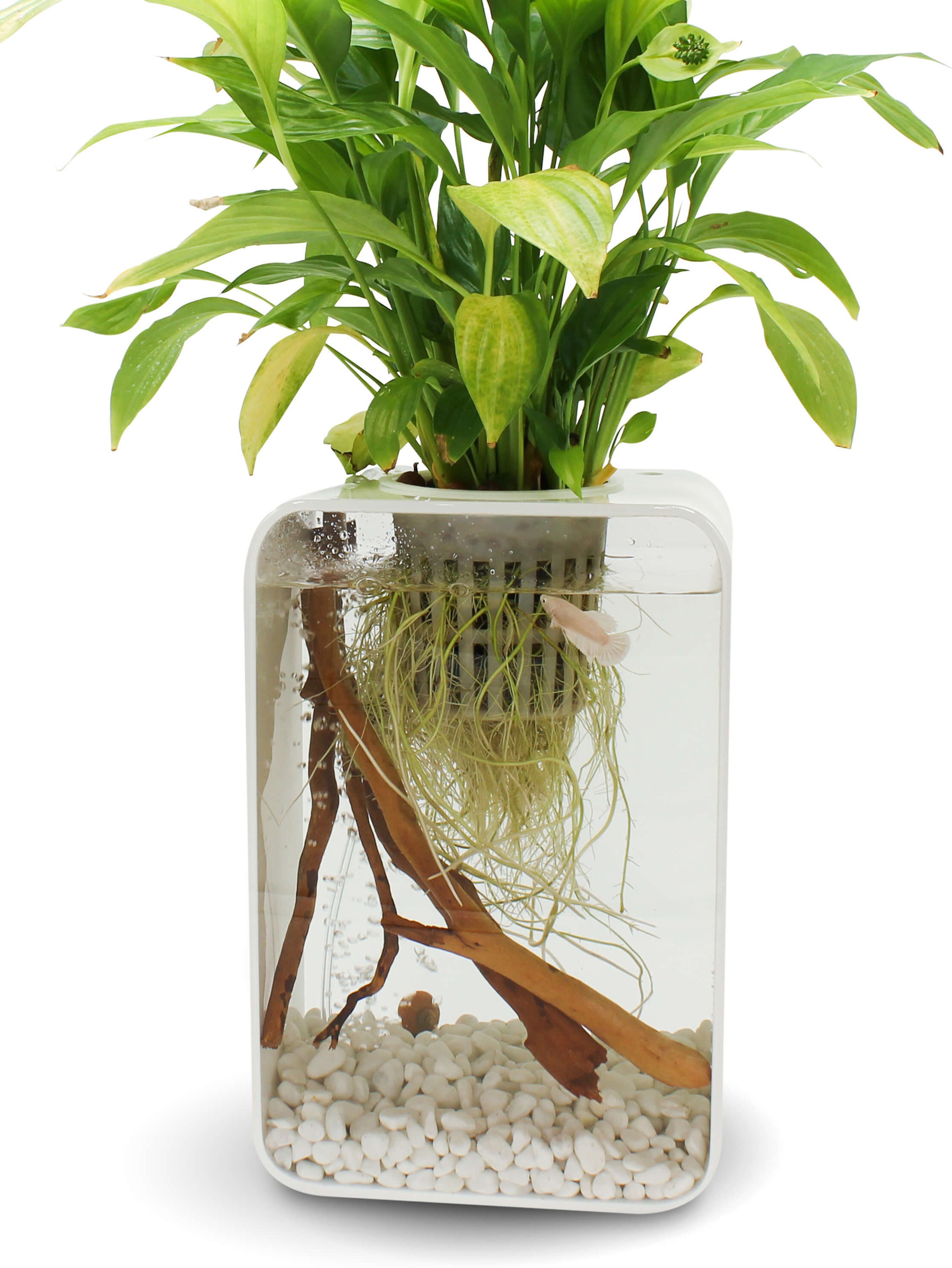 hydroponic fish tank