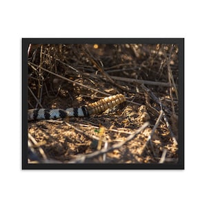 Gerahmte Poster - Western Diamondback Rattle Snake