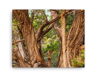 Canvas - Sedona Tree Branches