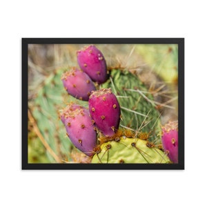 Framed Poster - Prickly Pear Fruit