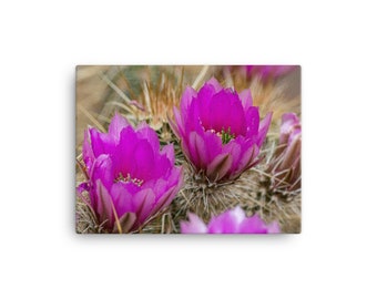 Canvas - Cactus Blossom