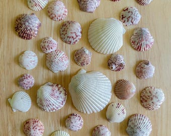 Coquille Saint-Jacques Naturelle (Pectinidae) Du Japon - Lot De 2, Décoratif