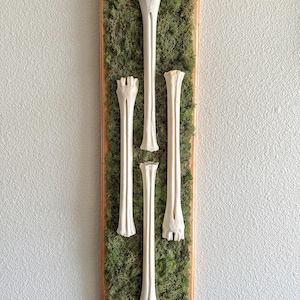 The Boneyard Collection: Deer Bone and Moss Wall Art