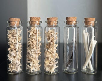 May include: Five clear glass vials with cork stoppers arranged in a row. Three vials are filled with small, off-white, star-shaped vertebrae bones. One vial contains a dark, slender skeletal specimen, and the last vial holds long, smooth white bones.