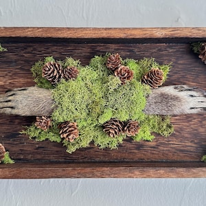 May include: A rustic wooden box frame featuring a central arrangement of green moss, small pine cones, and two animal paws. The frame's corners are adorned with additional moss and pine cones, creating a natural, earthy aesthetic.
