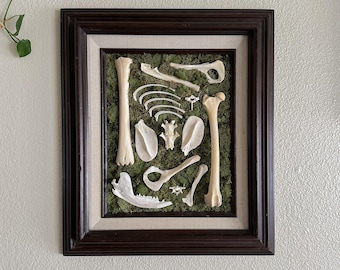 May include: A framed shadow box with a collection of animal bones arranged on a bed of green moss. The bones are white and include a jawbone, ribs, and long bones.