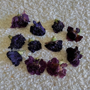 May include: An overhead shot displays several dried, dark purple carnation flower heads with green stems, scattered on a white, textured surface. The flowers vary in size and shape, showcasing their natural, aged appearance.