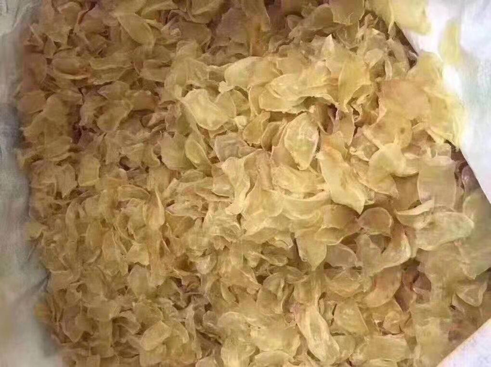 Dried Croaker Bladders for Making Fish Glue or Other Uses Etsy