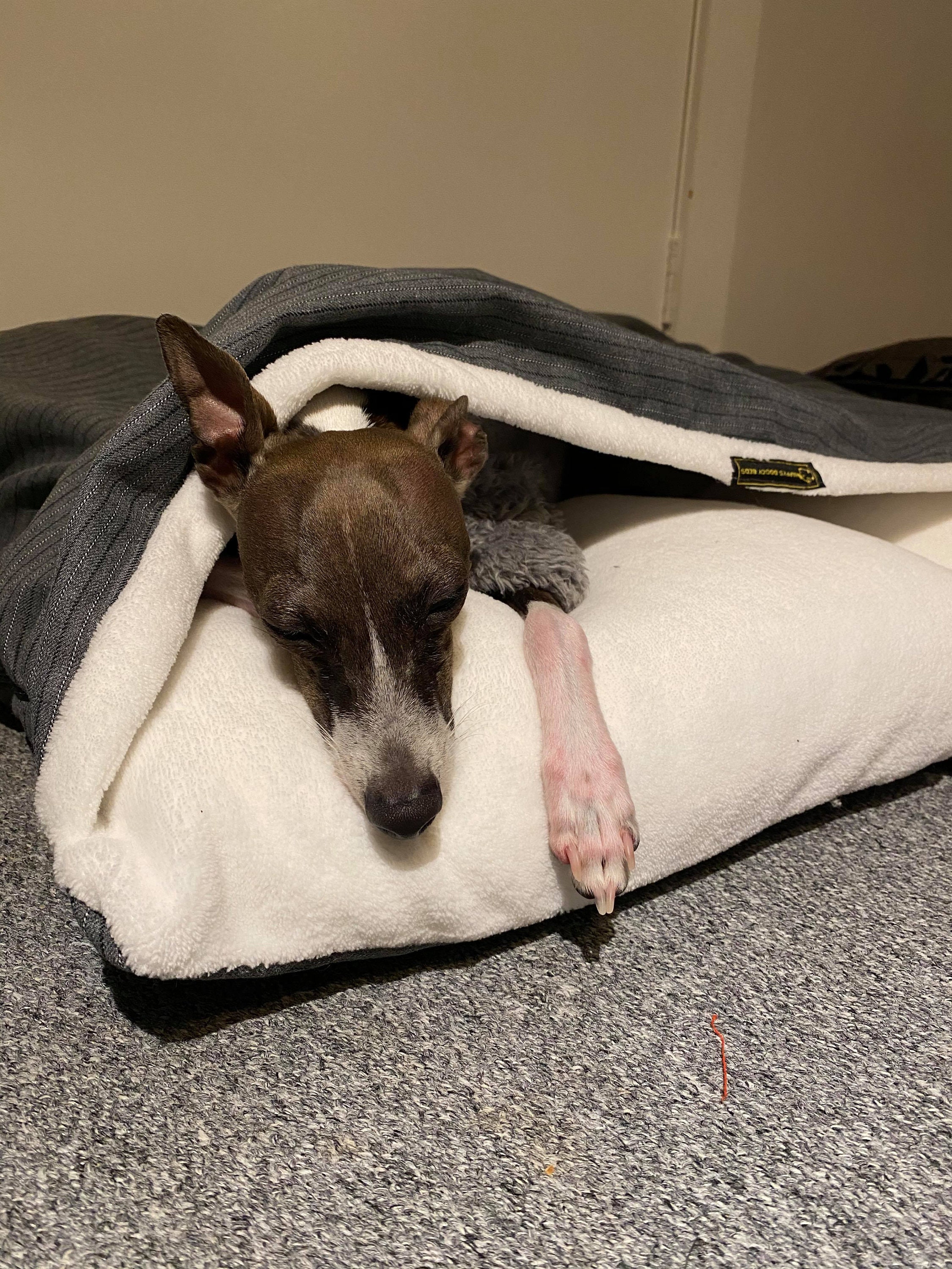 Dog bed, Dog bed cover, Cave dog bed, Snuggle bed. Whippets. 92 cm x 70 cm