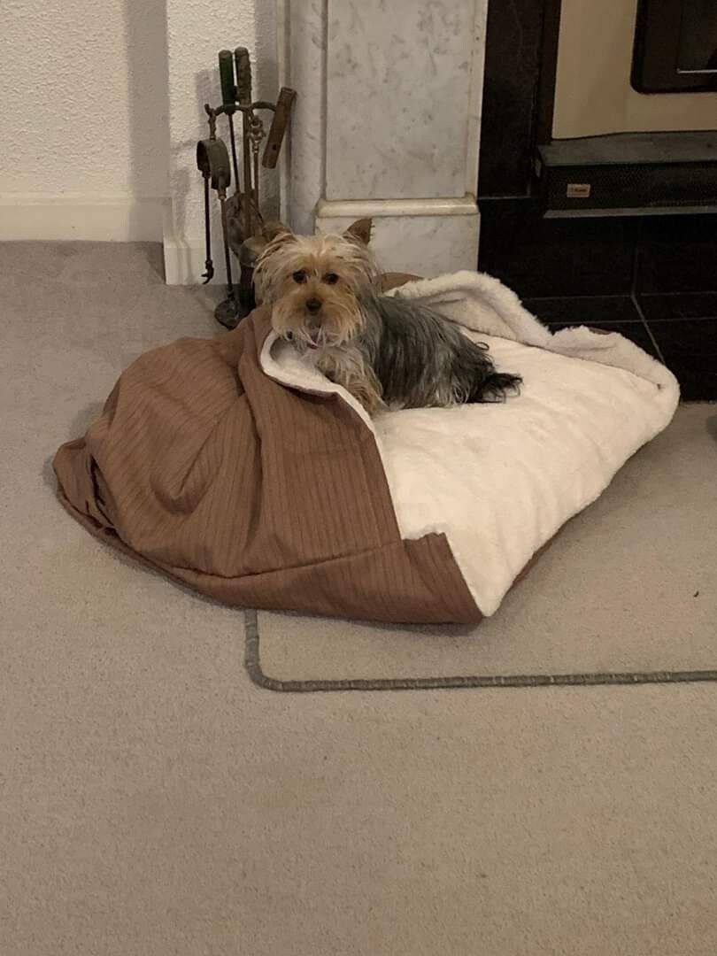 Dog beds, Cave Dog Bed, Snuggle dog bed, Whippet dogs. 90 cm x 72 cm