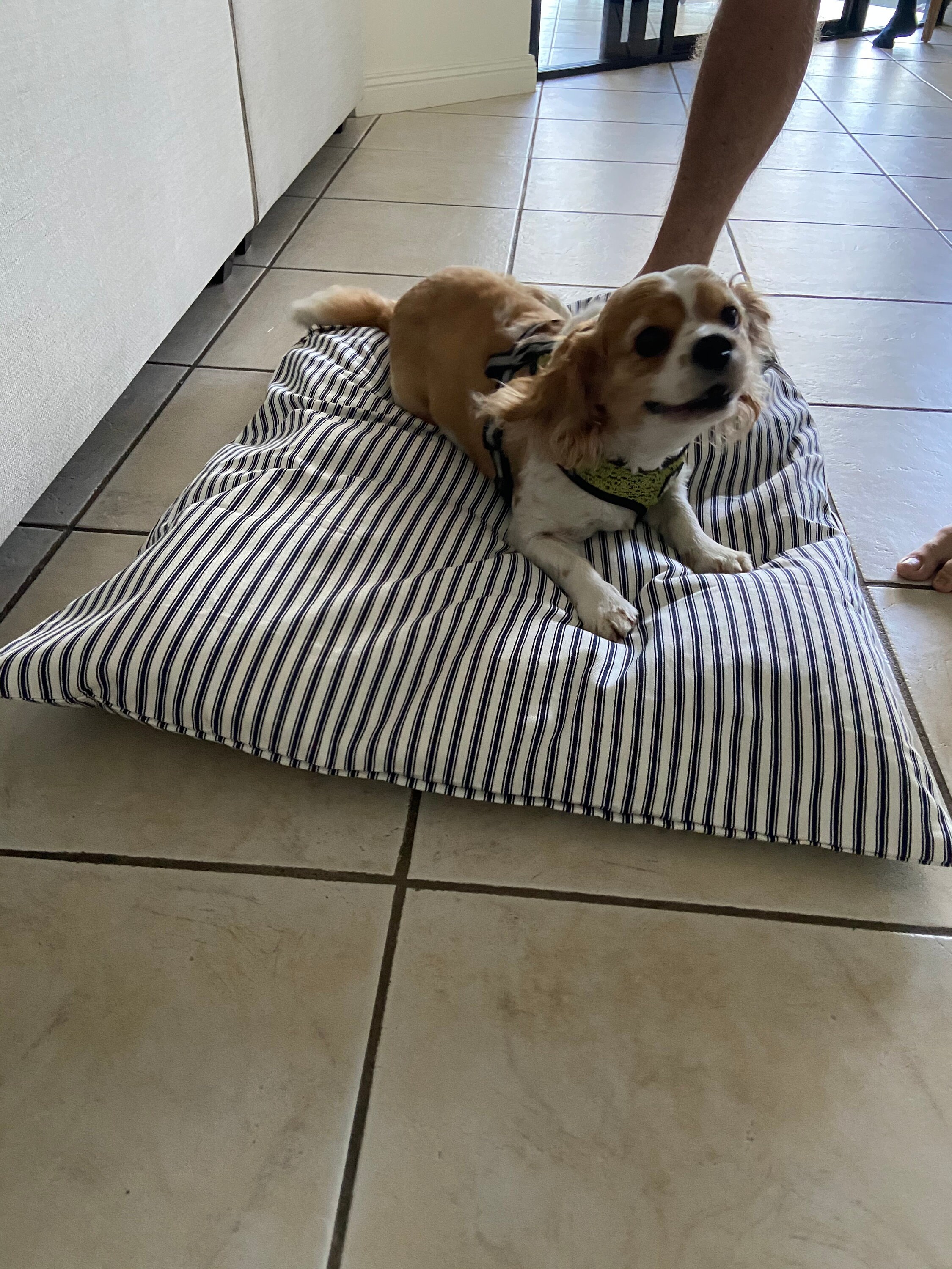 Dog Bed Cover Large Dog Bed Dog Pillow Bed Cover. Etsy Australia