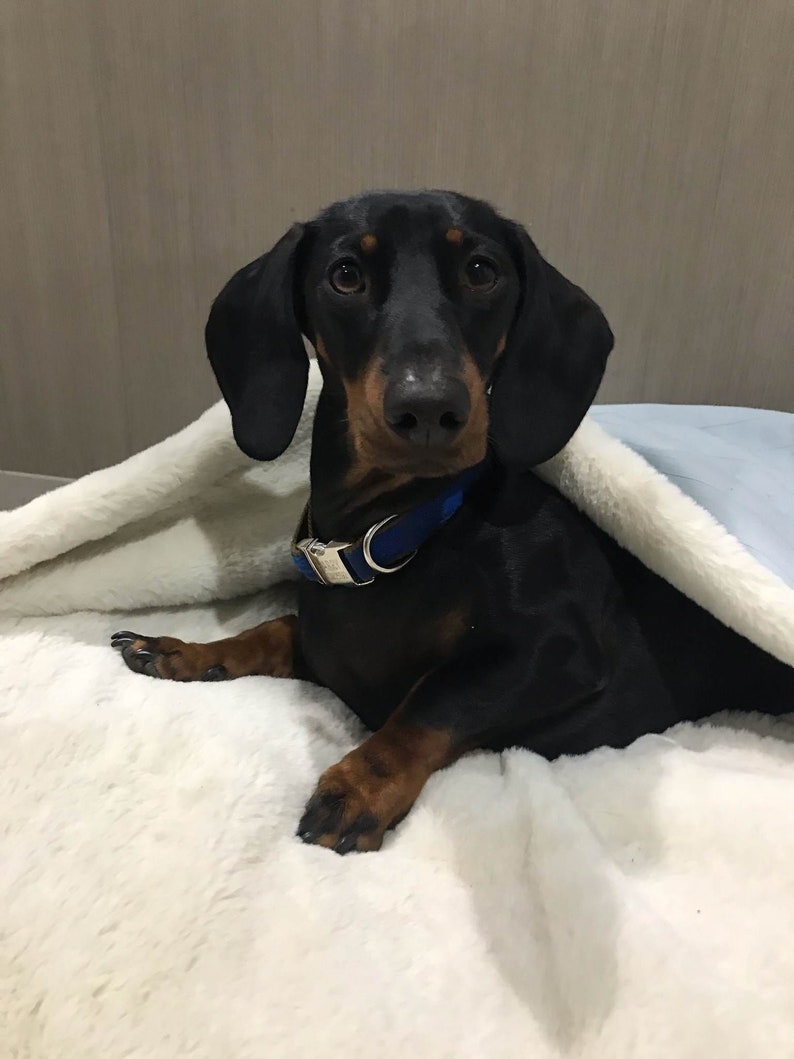 What's The #1 Best Dachshund Bed?