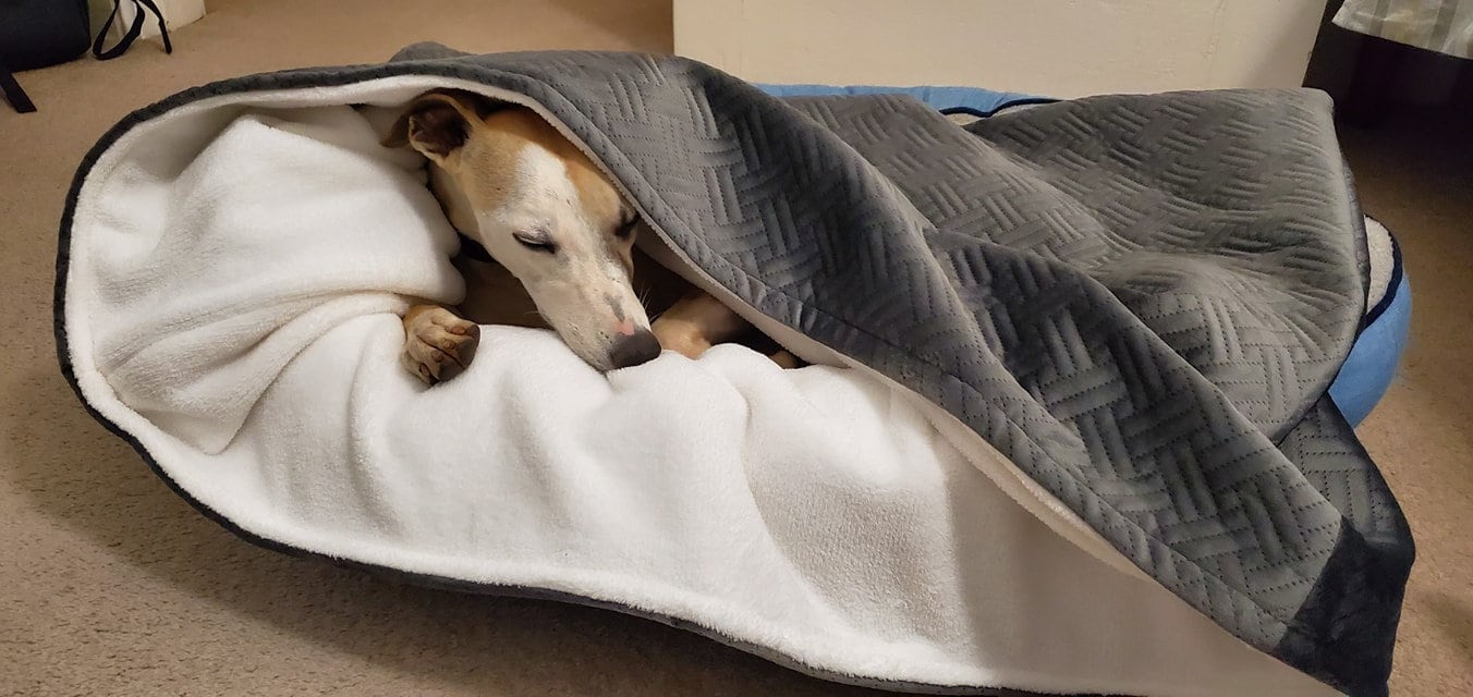 Dog bed, Snuggle bed, Pet bed. Whippets bed.