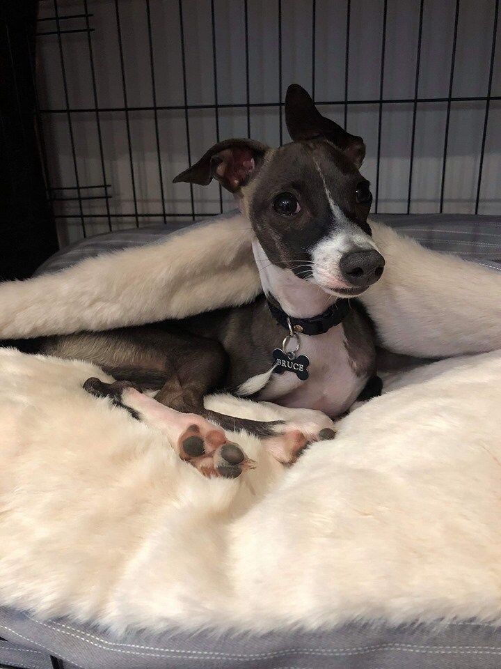 Dog bed, Cave dog bed, Dog bed cover, Snuggle bed. Whippets. 92 cm x 70 cm