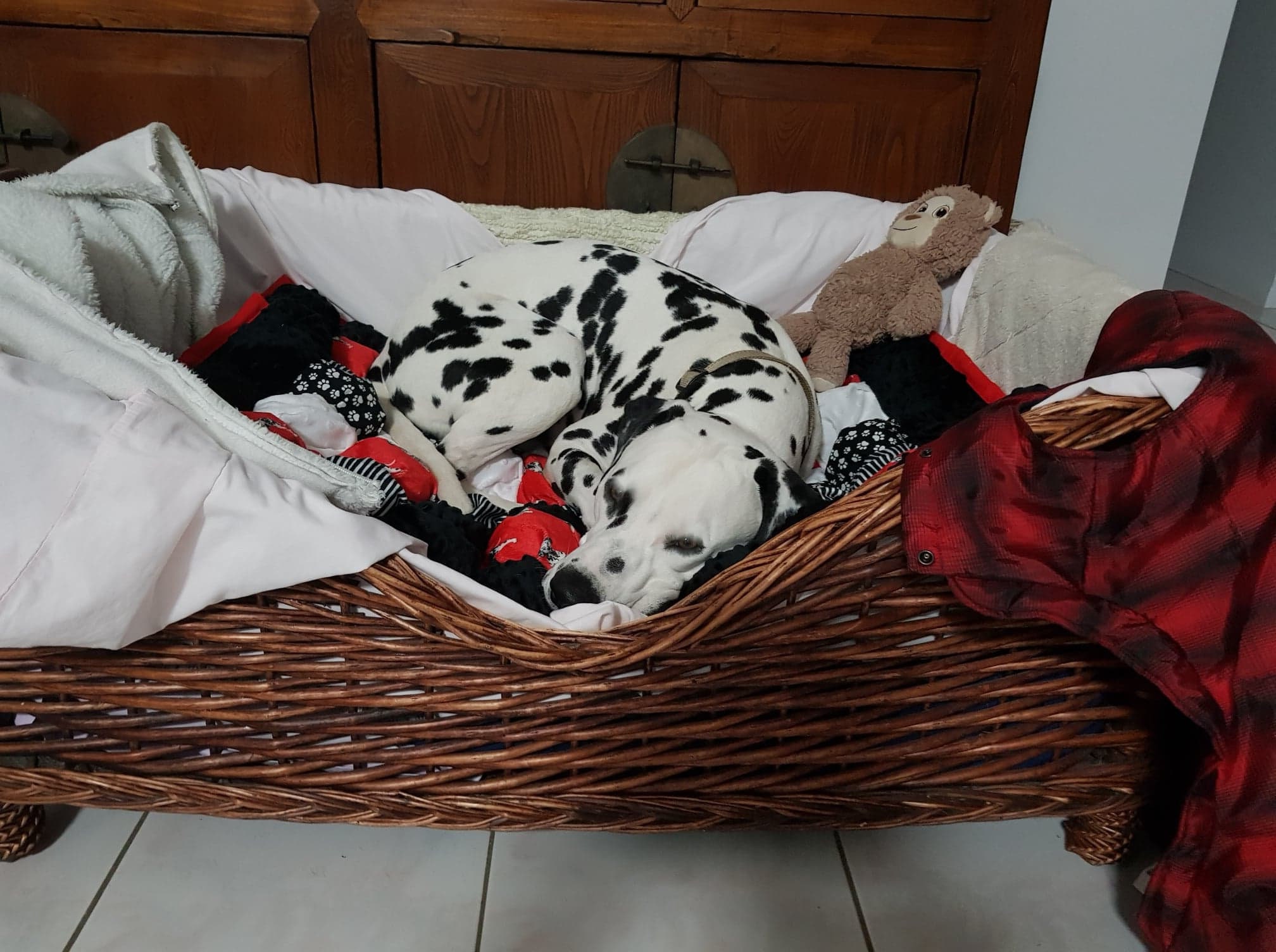 Dalmatian bed Pet Bed Dog beds. Etsy