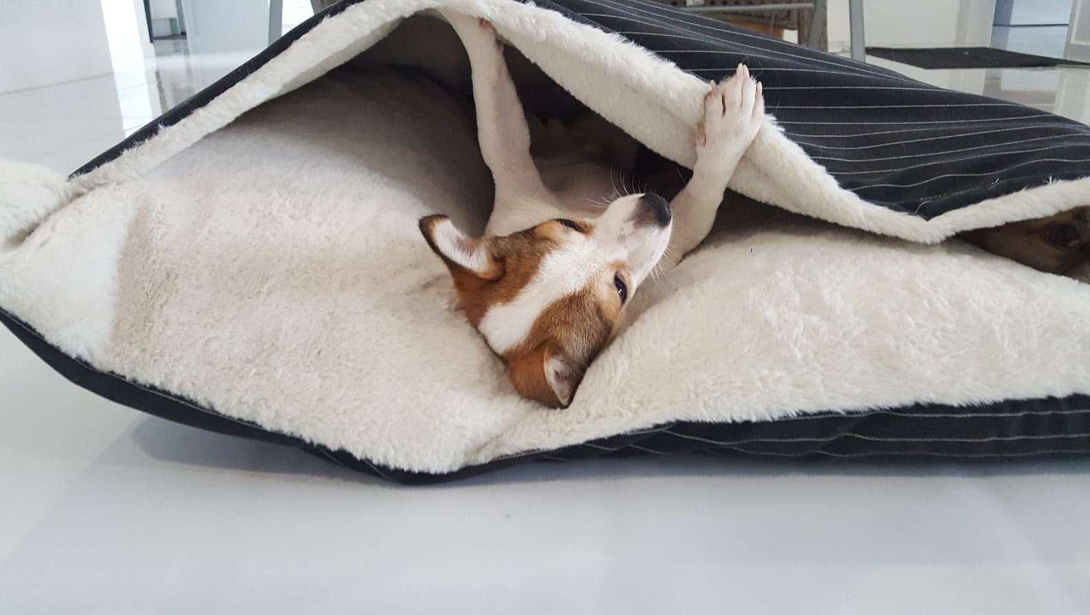 9 Cute Dog Bed Ideas You Need To See
