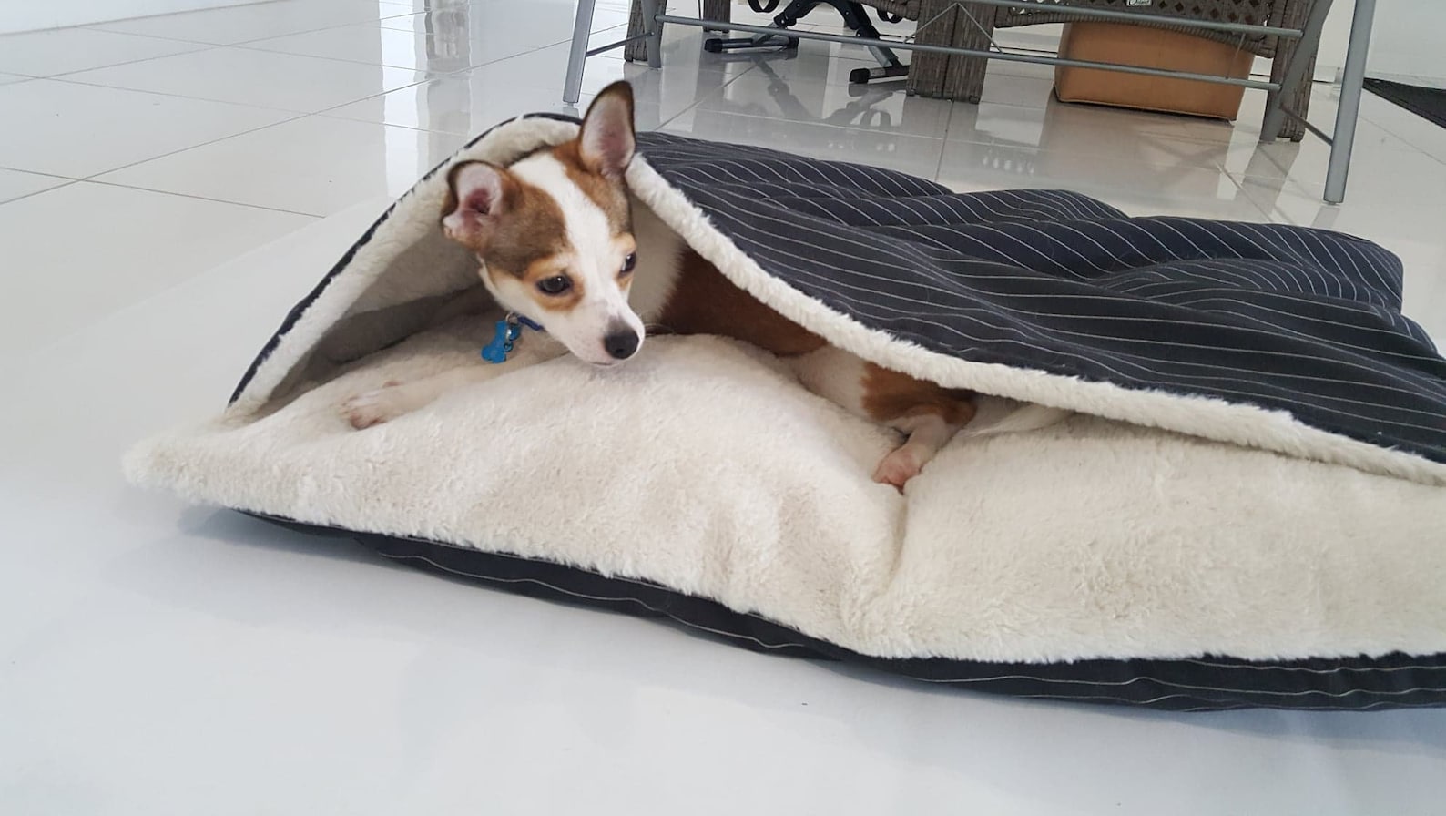 5 Cozy Dog Cave Beds For Australians