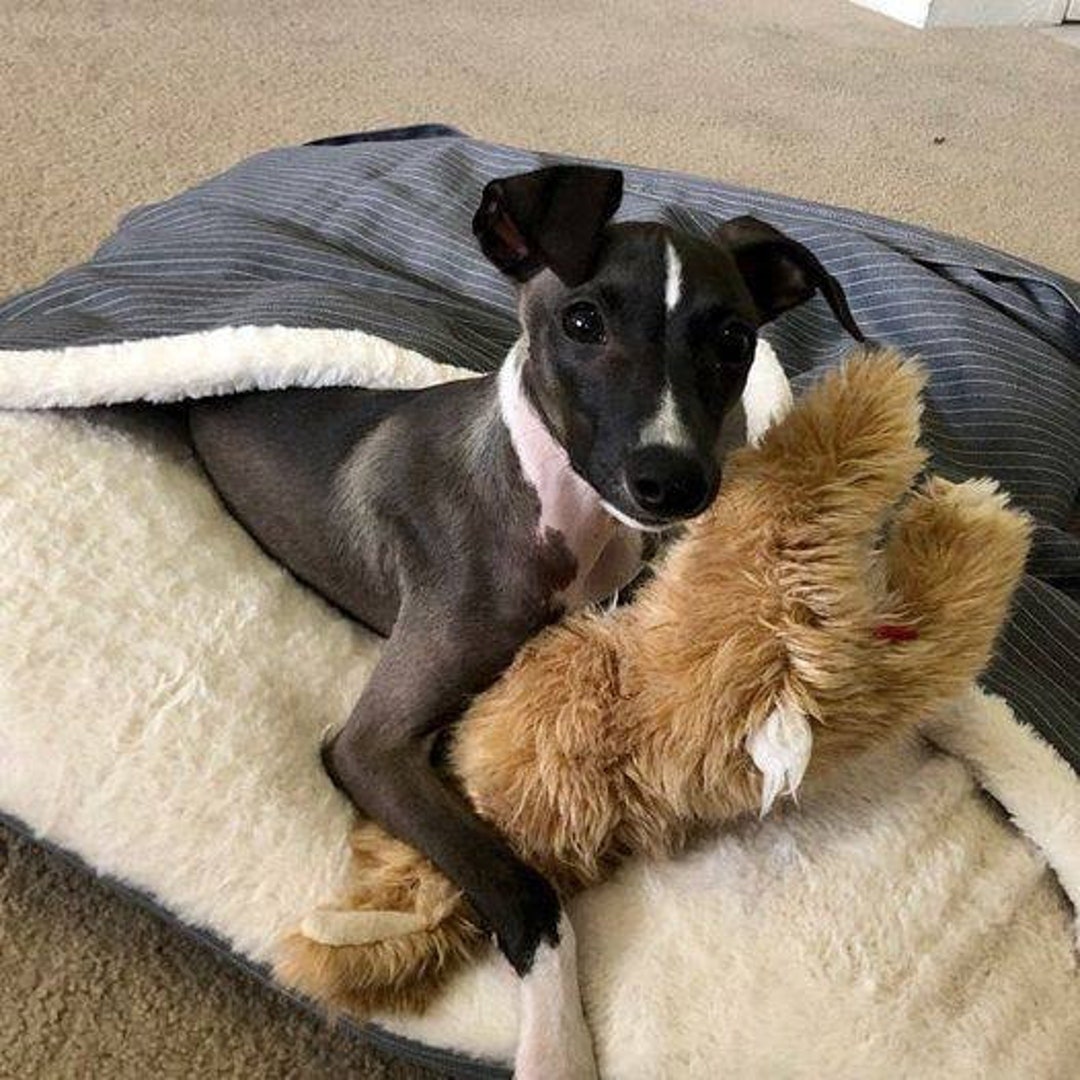 Whippet bed 2025