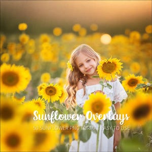 33 sunflower overlays，photoshop summer overlays，orange digital backdrop, romantic bokeh frame, texture png file