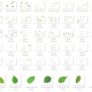 100 Tree and leaves photoshop overlays:wedding photoshop overlaysummer green leaves falling Instant download png format image 5