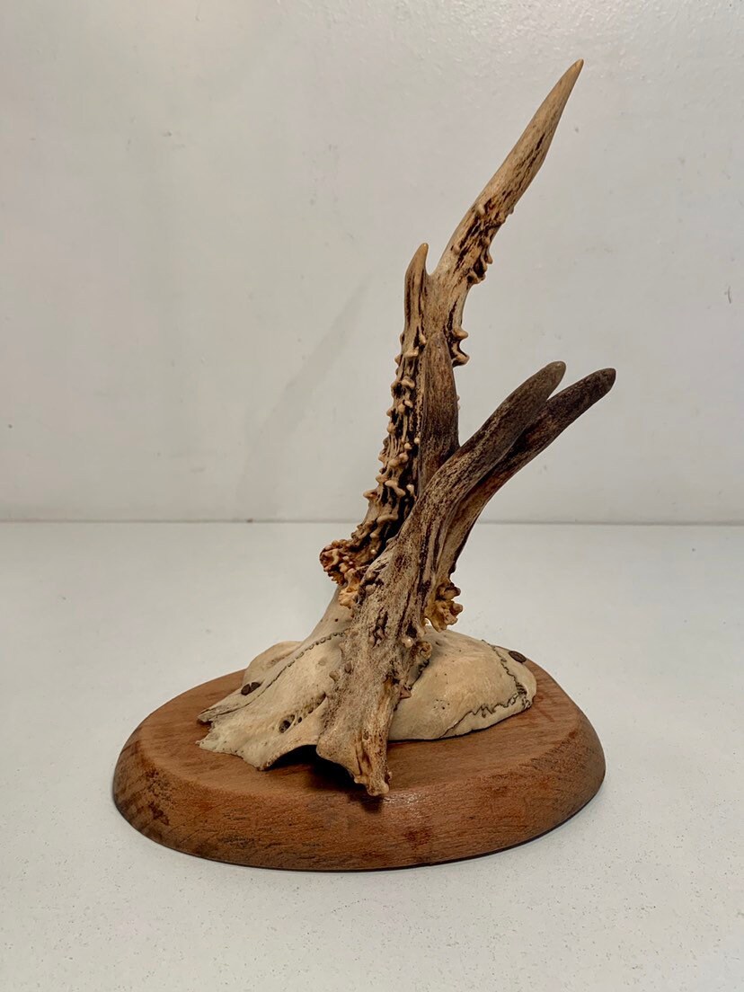 Patte De Cerf Taxidermie – Trophée Chasse – Cabinet De Curiosités – Occasion