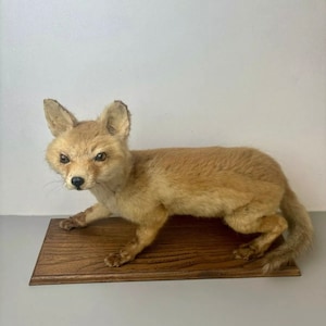 Fox Taxidermy.Cabinet of Curiosity