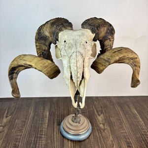 Peut inclure: Un crâne de bélier avec de grandes cornes incurvées, monté sur un support métallique. Le crâne est blanc cassé avec une structure osseuse visible. Les cornes sont un mélange de marron et de beige, avec un aspect texturé. Le support a une base circulaire.