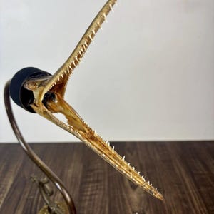 Peut inclure: Un museau de poisson allongé et préservé, doté de nombreuses dents pointues, monté sur un support en laiton incurvé de style ancien. Le spécimen présente une surface texturée beige et est fixé à une base circulaire noire.