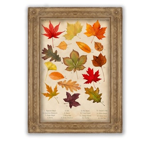 Impresión de hojas de otoño / Cartel vintage / Decoración de oficina / Ilustración botánica / Cartel de otoño / Idea de regalo / Arte de la pared de la hoja / Cartel de la naturaleza
