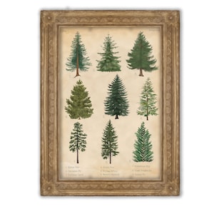 Vintage Botanical Evergreens Print | Vintage Poster | Office Decor | Botanical Illustration | Gift Idea | Wall Art | Nature Poster