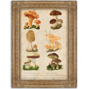 Fungi Print | Vintage Poster | Office Decor | Botanical Illustration | Mushroom Poster | Gift Idea | Mushroom Wall Art | Nature Poster