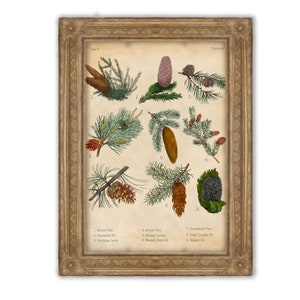 Vintage Botanical Pinecones Print | Vintage Poster | Office Decor | Botanical Illustration | Gift Idea | Wall Art | Nature Poster
