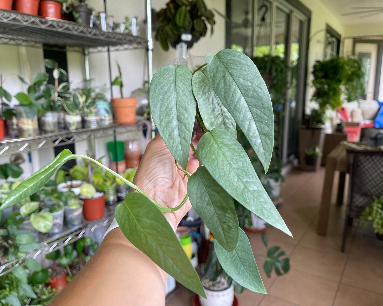 Cebu Blue Pothos Epipremnum Pinnatum Rooted Starter Plant Etsy