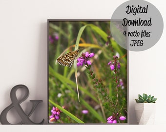 Butterfly Photo, insect wall art,