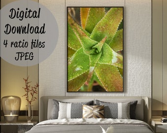 Cactus Poster, green cactus print, succulent photo