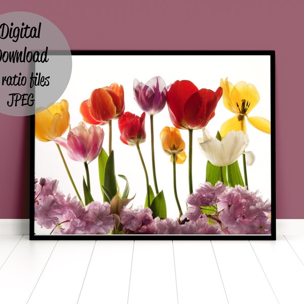 Poster fleurs Tulipes