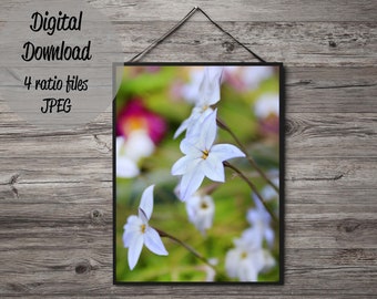 Fotografía de flores blancas, cartel de flores, decoración de la pared de flores de la sala de estar, cartel floral