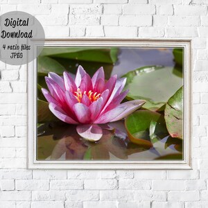 Pink water lily flower poster