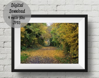 Fall forest photo wall art print