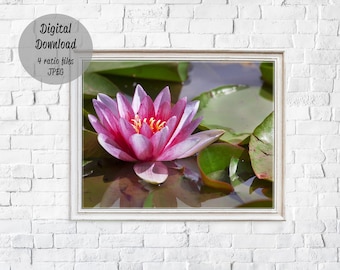 Pink water lily flower poster