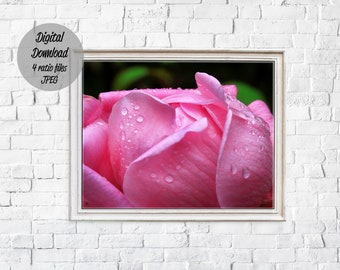 Pink rose flower photo art print