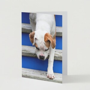 SET OF 5 - Dog Greeting Cards Set | Pet Greeting Cards Set | Dog Lover Gift | Blank Inside Card | All Occasion Card