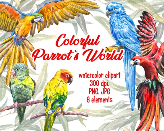 Download Parrot Watercolor Clipart Colorful Bird Png Exotic Tropical Etsy