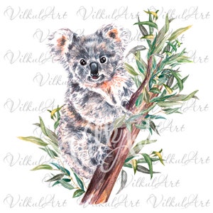 koala eucalyptus