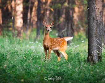 Wildlife Photography, White Tail Fawn, Northern Montana