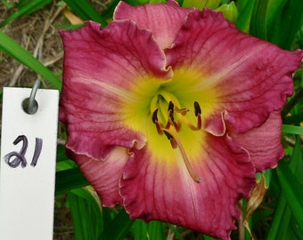 Hemerocallis \u2013 Double fan \u2013 live plant DAYLILY \u2013 CHOCOLATE SPLASH \u2013 Reblooming