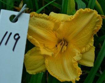 Hemerocallis \u2013 Double fan \u2013 live plant DAYLILY \u2013 CHOCOLATE SPLASH \u2013 Reblooming