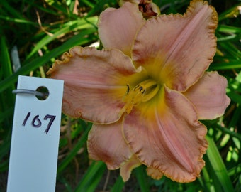 Hemerocallis \u2013 Double fan \u2013 live plant DAYLILY \u2013 CHOCOLATE SPLASH \u2013 Reblooming