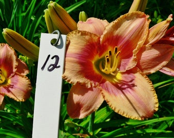 Hemerocallis \u2013 Double fan \u2013 live plant DAYLILY \u2013 CHOCOLATE SPLASH \u2013 Reblooming